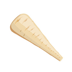 Parsnip, flat style vector illustration isolated on white background