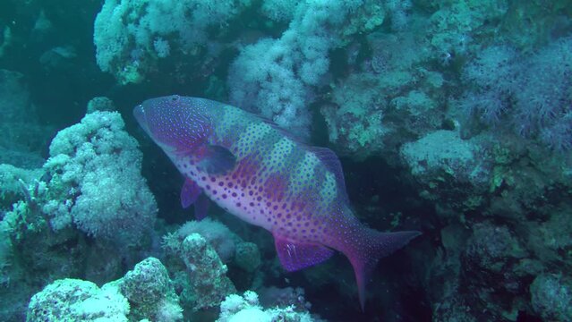 Leopard Grouper (Plectropomus pessuliferus) feels completely safe next to a large cave or grotto.