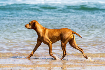 dog running on the beach