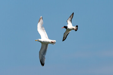 seagulls in flight