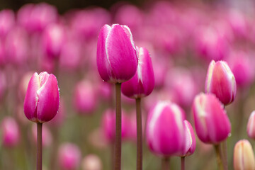 Beautiful pink tulips in a flower bed, close-up