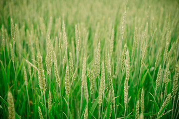 Fototapeta na wymiar background picture of ukrainian wheat in the field.