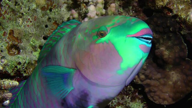 At night, Heavybeak parrotfish (Chlorurus gibbus) freezes under a coral bush and practically does not move until morning, close-up.
