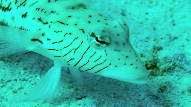 Spotted sandmelt (Parapercis hexophtalma) stands on its pelvic fins on a sandy bottom, turning its eyes to examine the surroundings, side view, portrait.