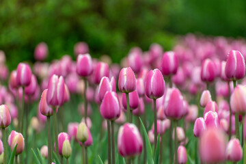 Obraz premium Beautiful pink tulips in a large city flower bed
