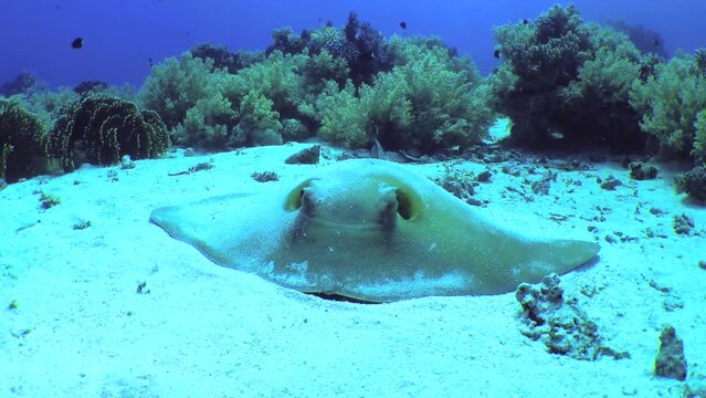 Large Cowtail stingray (Pastinachus sephen) lies on a sandy bottom among coral thickets, front view, close-up.