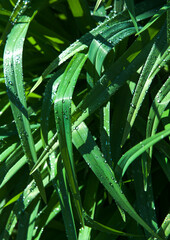 Fototapeta premium drops of water on the leaves of exotic leaves. green background of nature. selective focus. the concept of freshness. painting in interior design. banner