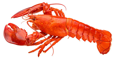 Red lobster isolated on white background, full depth of field