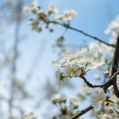 Flowering cherry against a blue sky. Cherry blossoms. Spring background