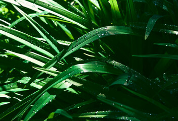 natural background with brilliant rainbow dew drops on bright juicy green leaves. selective focus. the concept of freshness of a summer morning. interior design. banner. close-up of dew on leaves