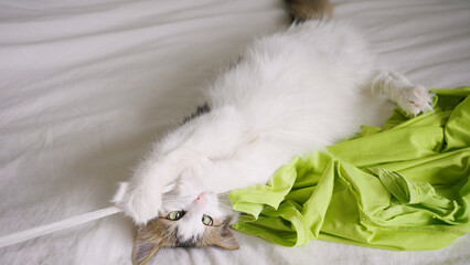 Fluffy cat plays with rope on owner bed with white linens. Beautiful cat gnaws while playing rope and holds with sharp claws