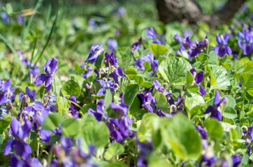 Fototapeta premium Spring flowers. Violet violets flowers bloom in the spring forest. Viola odorata.