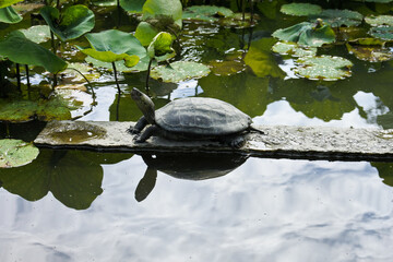 池の亀 turtle