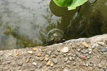 池の亀 turtle