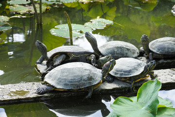 池の亀 turtle