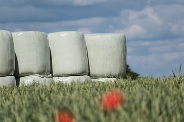 Obraz premium Round hay bales in plastic wrap cover stacked outdoors