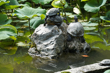 池の亀 turtle