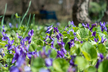 Dry root of a tree in the desert. Clay arid landscape