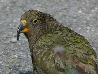 New Zealand kea close up