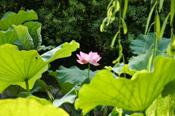 蓮の花 lotus flower