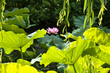 蓮の花 lotus flower