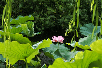 蓮の花 lotus flower