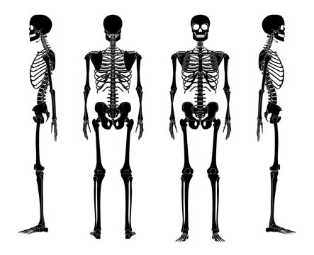 Set of Skeleton silhouette Human bones hands, legs, chests, heads, vertebra, pelvis, Thighs front back side view. Flat black color concept Vector illustration of anatomy isolated on white background