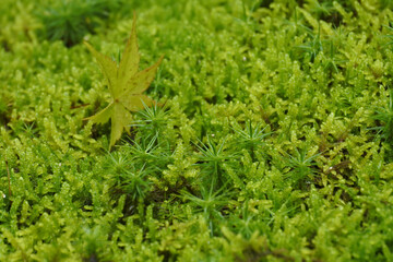 苔の絨毯 moss carpet