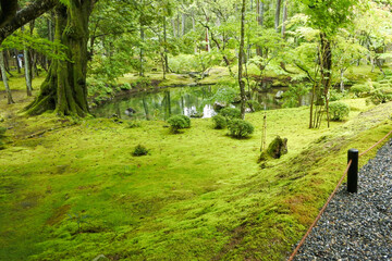 苔の絨毯 moss carpet