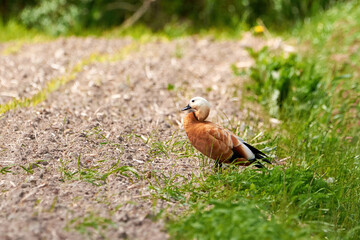 Ruddy shelduck in natural habitat (Tadorna ferruginea). Known in India as the Brahminy duck