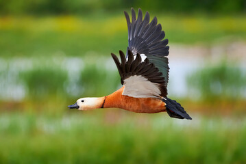 Ruddy shelduck in flight (Tadorna ferruginea). Beautiful bird in flight