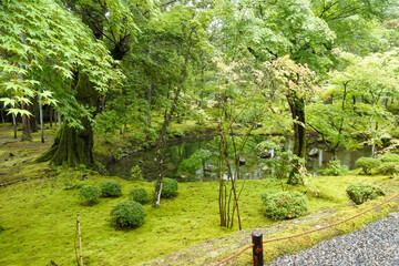 苔の絨毯 moss carpet