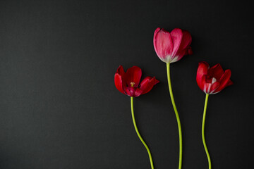 Red tulips. Three isolated red fading flowers on a black background