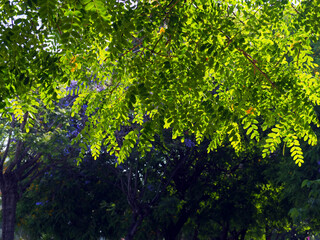 Acacia branches on the background of trees