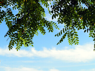 Acacia branches against the blue sky