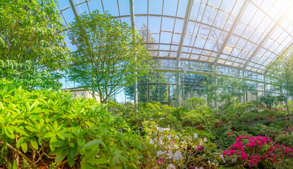 Panoramic view in the winter greenhouse in spring, subtropical plants during flowering.