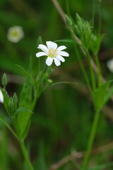 The greater stitchwort flower in nature tiny white flower with ten petals.