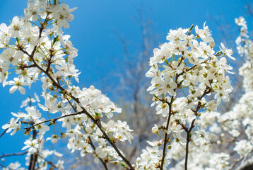Flowering cherry against a blue sky. Cherry blossoms. Spring background