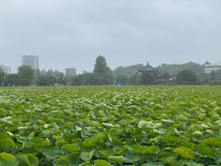 Fototapeta premium The full blossom water lily pond leaves on the rainy day, Ueno park Tokyo, “Shinobazu” pond year 2022 June 6th 