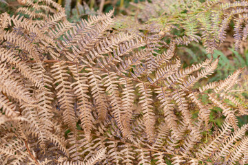 Close-up of brown fern leaf	
