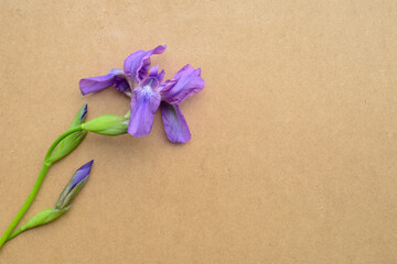 Fototapeta na wymiar Purple iris flower on a cardboard background. One purple flower on the background of eco-friendly kraft paper, top view, flat lay
