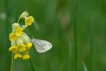 Cryptic Wood White butterfly on a yellow cowslip flower