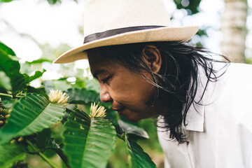 Balinese male smell unripe coffee flowers during daytime for business agriculture at cultivation plantation at Ecuador, adult man enjoying time for spending weekend at own caffeine countryside - obrazy, fototapety, plakaty