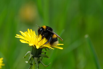 Close up of a bumblebee on a yellow dandelion flower