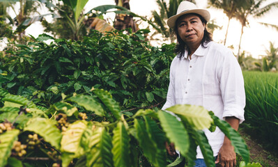 Half length portrait of adult businessman of agriculture caffeine fields looking at camera during daytime at plantation with coffee bush, Balinese male farmer in hat posing near greenery leaves