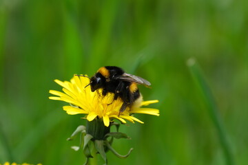 Close up of a bumblebee on a yellow dandelion flower