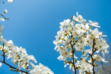 Flowering cherry against a blue sky. Cherry blossoms. Spring background