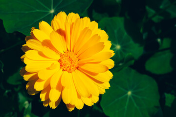 Yellow calendula flower. Growing medicinal plants in home garden. Summer background.