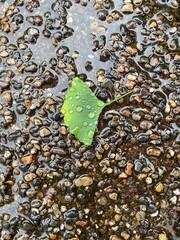 The fallen Ginko leaf on the ground of park sidewalk, beautiful bright green with the raindrop waters, on a rainy day year 2022 June 6th Tokyo Japan Ueno Park