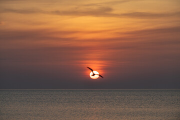 Cloudy sunrise with seagull against the background of the sun.
